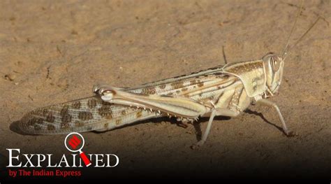 Fact Check How India Controls Desert Locusts Rajasthan And Gujarat