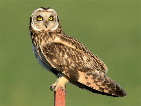 Owls In Arizona 13 Big Eyed Raptor Species In Grand Canyon