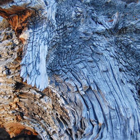 Ancient Bristlecone Pines Bonsai Mirai