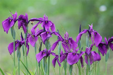 Growing Japanese Iris How To Grow And Care For Japanese Iris
