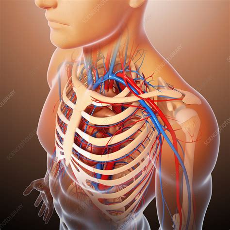 Swensen fund for innovation in teaching. Chest anatomy, artwork - Stock Image - F005/9117 - Science ...