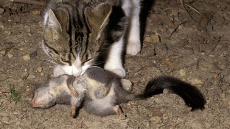 Pet And Feral Cats Killing Australias Natives Sporting Shooter