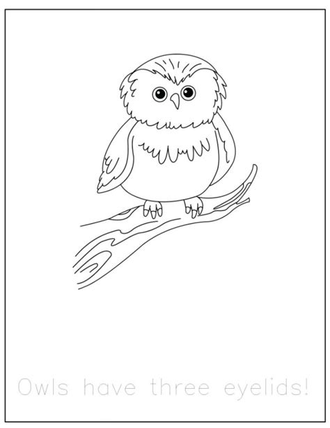 Brilliant Picture Of Forest Animals Coloring Pages
