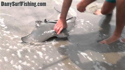 Stingray Caught Surf Fishing In Malibu Ca Socal Surf Fishing Youtube