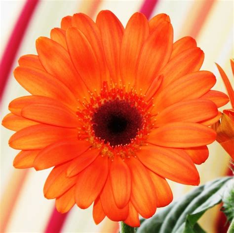 Bright Orange Gerbera Daisy Photorator