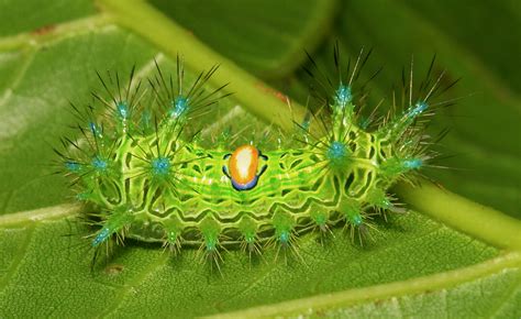 Wallpaper Caterpillar Insect Larva Invertebrate Macro Photography