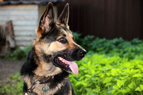 10 Facts About German Shepherd Dogs And Why We Love Them Pet Sitters