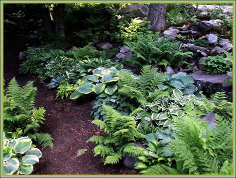 Shade Garden Ferns And Hostas Landscapinggardening Pinterest