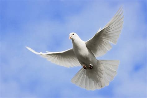 Best White Holy Dove Flying In Blue Sky Stock Photos Pictures
