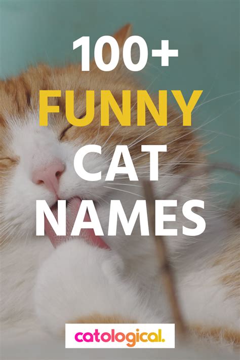 In This List Youll Find Funny Male Cat Names Female Cat Names Unisex