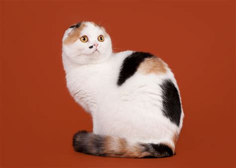 The Scottish Fold Cat Cat Breeds Encyclopedia