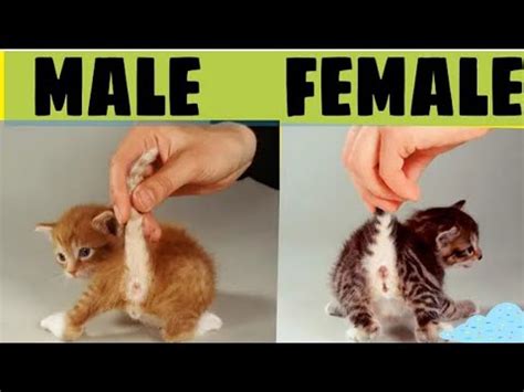 How To Tell The Sex Of Kittens Male And Female Newborn Kittens How
