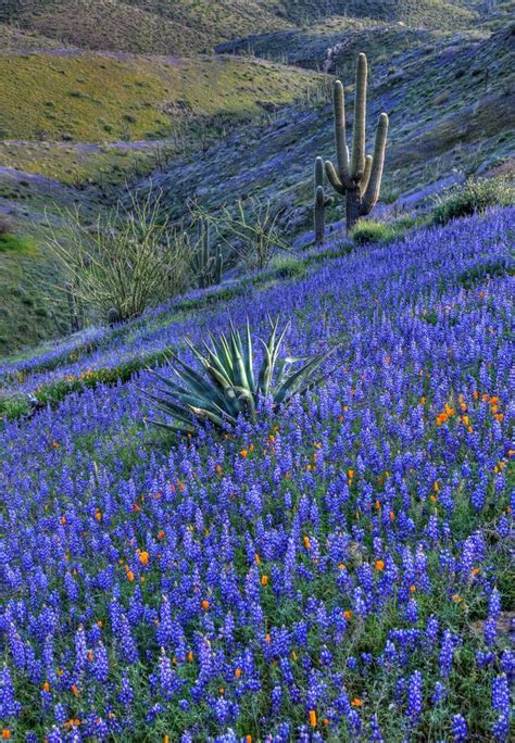 Sonora Yucca Lupine Nature Wild Flowers Landscape