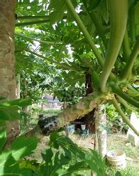 Maybe you would like to learn more about one of these? Anim Agro Technology: BETIK - TKPM PULAU MANIS
