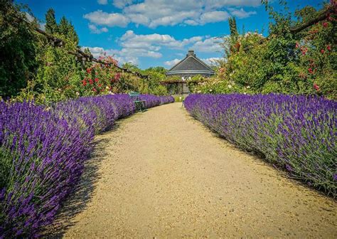 7 Small Lavender Garden Ideas Betterlandscaping