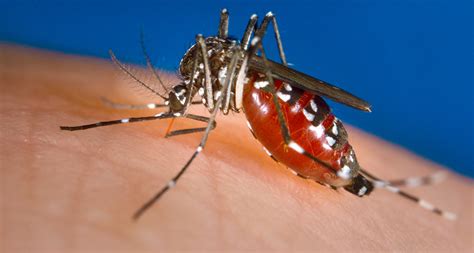 Asian Tiger Mosquito Genome Sequenced Science News
