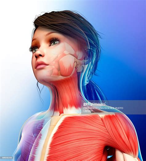 Human Muscular System Illustration High Res Vector Graphic Getty Images