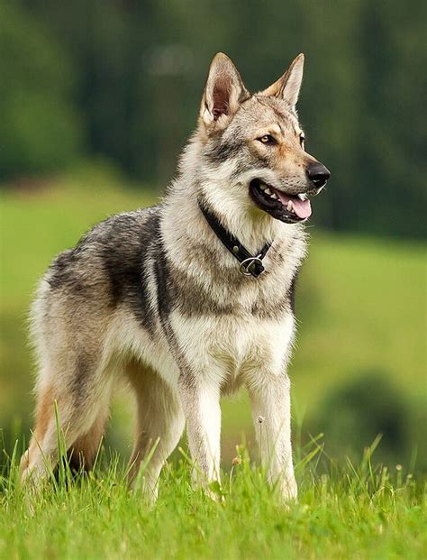 They are playful and extremely loyal to their owners, so they are good company for the elderly and for children. Wild Animals or Domestic Animals: Do Wolfdogs Make Good Pets?
