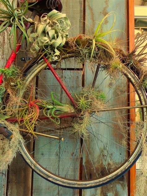 51 Most Amazing Air Plant Display Ideas | Balcony Garden Web