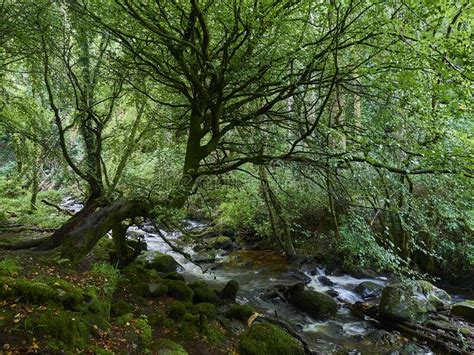 Lush And Green Forest In The Landscape Of Ireland Stock Photo Image