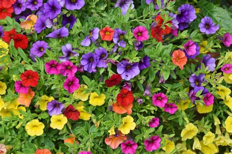 8 Gorgeous Petunia Varieties For All Color Schemes And Occasions