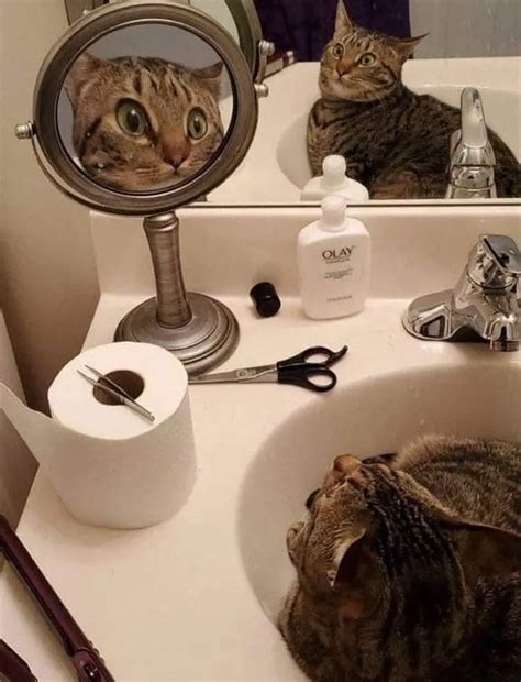 Cute Cat Moments 16 Photos Of Cats In Places They Shouldnt Be Knovhov