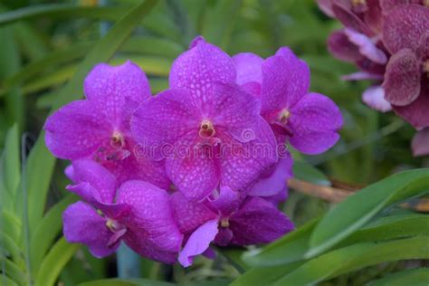 Beautiful Lilac Orchid Stock Image Image Of Garden 126947181