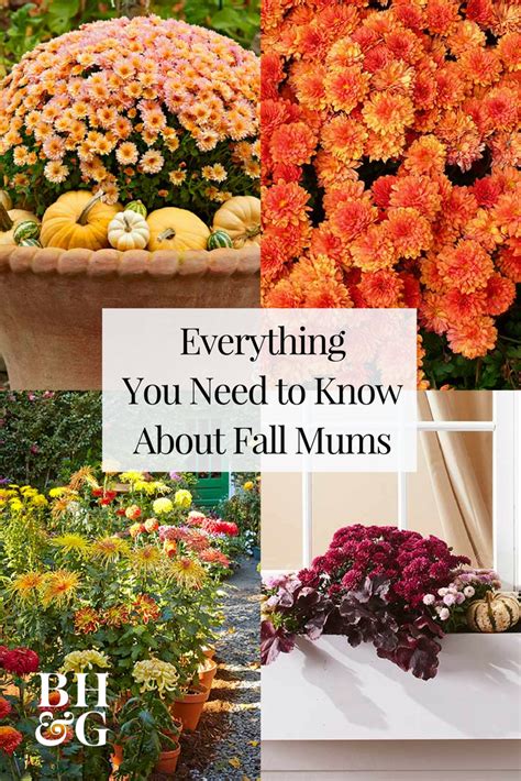 Mums Are A Beautiful Fall Plant That Can Easily Thrive In A Variety Of