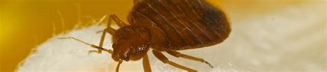 Bed Bugs Pest Problems In Myrtle Beach South Carolina