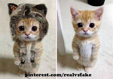 Real Vs Fake Photos On Pinterest Cute Ginger Kitten