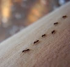 Te contamos aquí cómo acabar con ellas en la cocina. ¿Cómo eliminar las hormigas en casa de forma natural ...