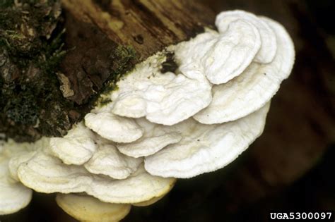 White Rot Fungus Trametes Pubescens