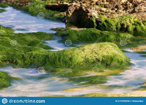 Green Algae On Stones On The Mediterranean Coast Stock Photo Image Of