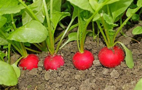 The Best Soil For Growing Radishes Topsoil Thoroughly Nourished Life