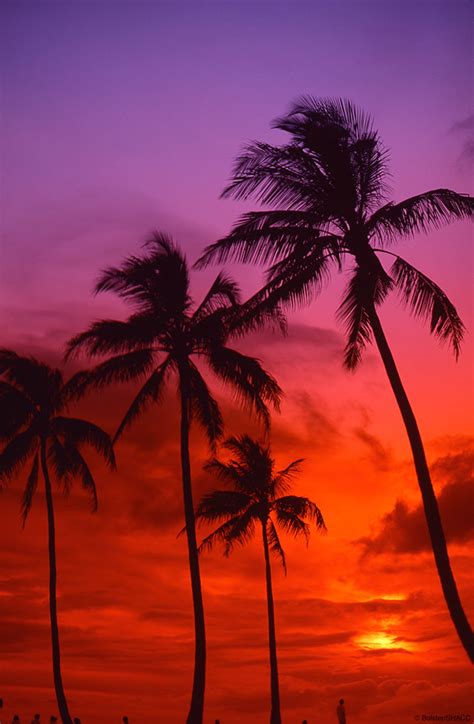 Purple Tropical Sunset Warren Bolster Collection Shacc