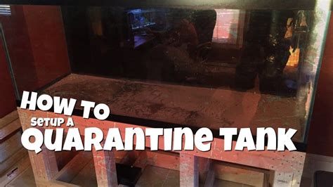 How To Setup A Quarantine Tank Youtube