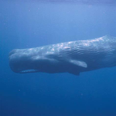 Sperm Whale National Geographic