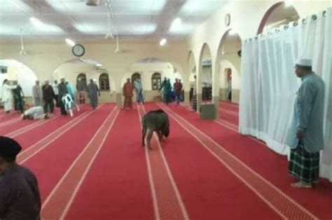 It is a truly commercial zone, punctuated with lots and lots of shops, shopping malls and the like. Wild boar sneaks into mosque, injures man, Malaysia News ...