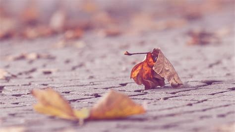 Selective Focus Photograph Of Withered Leaves Hd Wallpaper Wallpaper