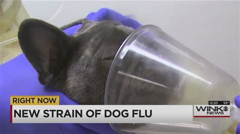 Dangerous Strain Of Dog Flu Spreads Concern Across Us