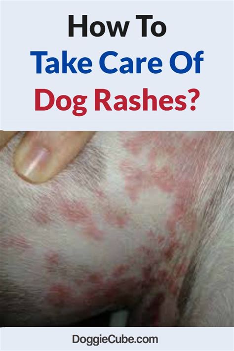 Red Rash Inside Dog S Ear
