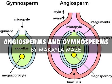 Angiosperms And Gymnosperms By Makayla Maze