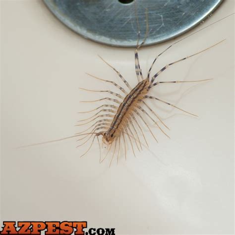 A House Centipede Infestation May Indicate Bigger Pest Problems