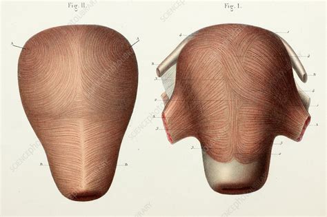 Uterine Muscle Anatomy 1866 Illustration Stock Image C0425038