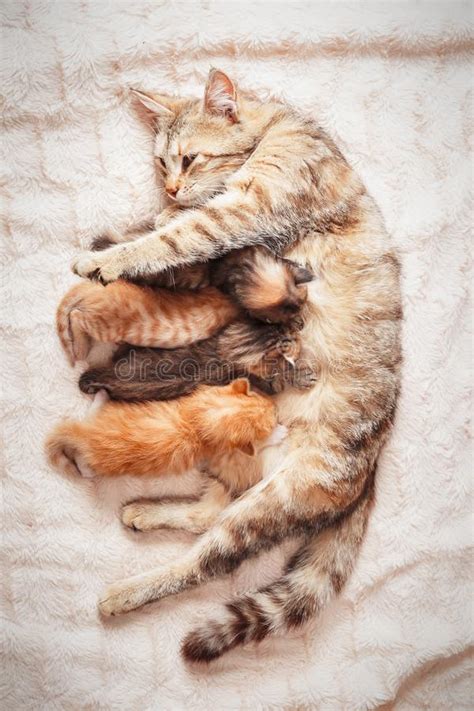 Mother Cat Nursing Baby Kittens Stock Image Image Of Baby Domestic