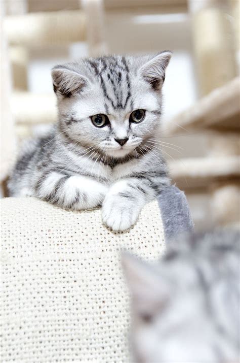 Being Me Photogenicfelines Michael Luttenberger Cute Kittens