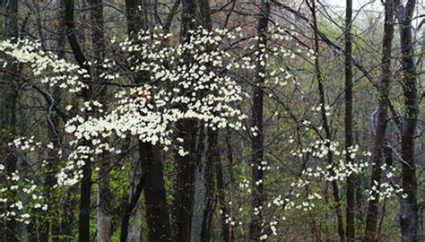 The following wildflower identification index contains pictures of wildflowers found in the state of texas. White Flowering Trees in the Midwest | Garden Guides
