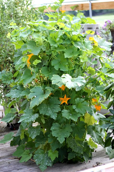 Weeds, pests, and diseases are at the top of this list when it comes to horizontal gardening. How We Grew Pumpkins in a Vertical Garden | GreenStalk ...