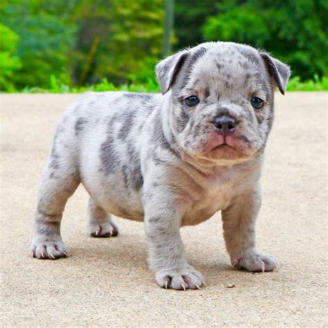 Xl merle pitbull american bully puppies worldwide our american bully puppies will exceed all of your very high standards and expectations. Funny Merle Pitbull Puppies For Sale In Florida - l2sanpiero