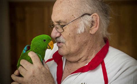 Aargh Me Parrots Back On Me Shoulder Byron Shire News